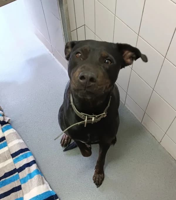 Betty, female mixed breed for adoption at Azyl pro zvířata Hradec Králové, Hradec Králové-Hradec Králové 9