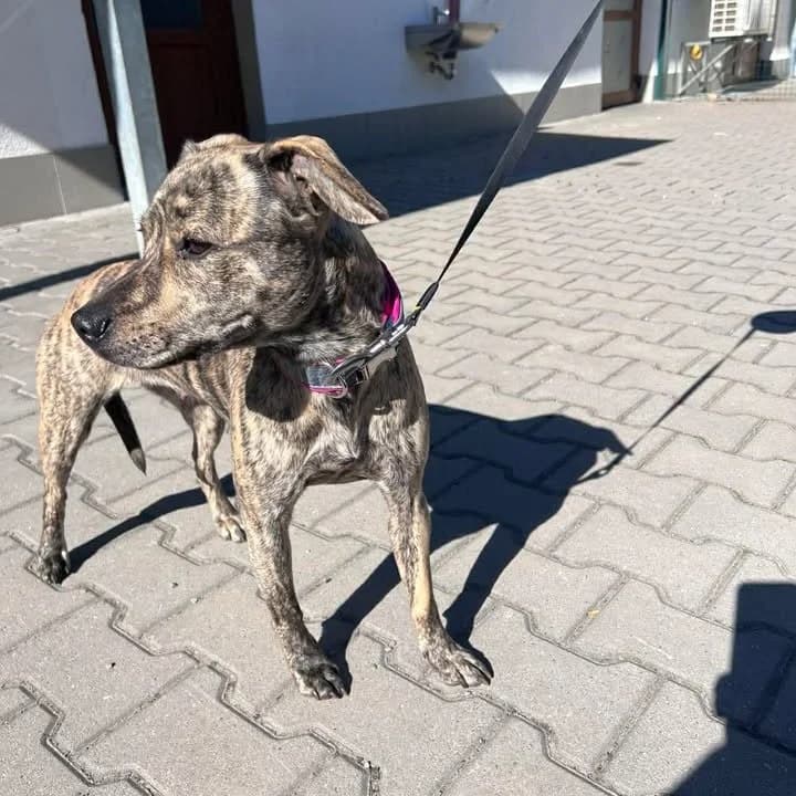 Marry, female mixed breed for adoption at Azyl pro zvířata Hradec Králové, 500 09 Hradec Králové-Hradec Králové 9