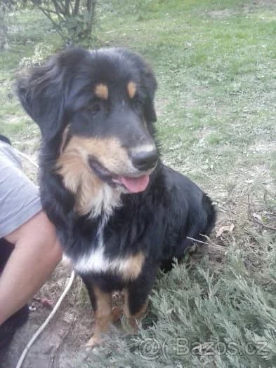 Zeus, male young Mixed Breed for adoption at Adoptamics