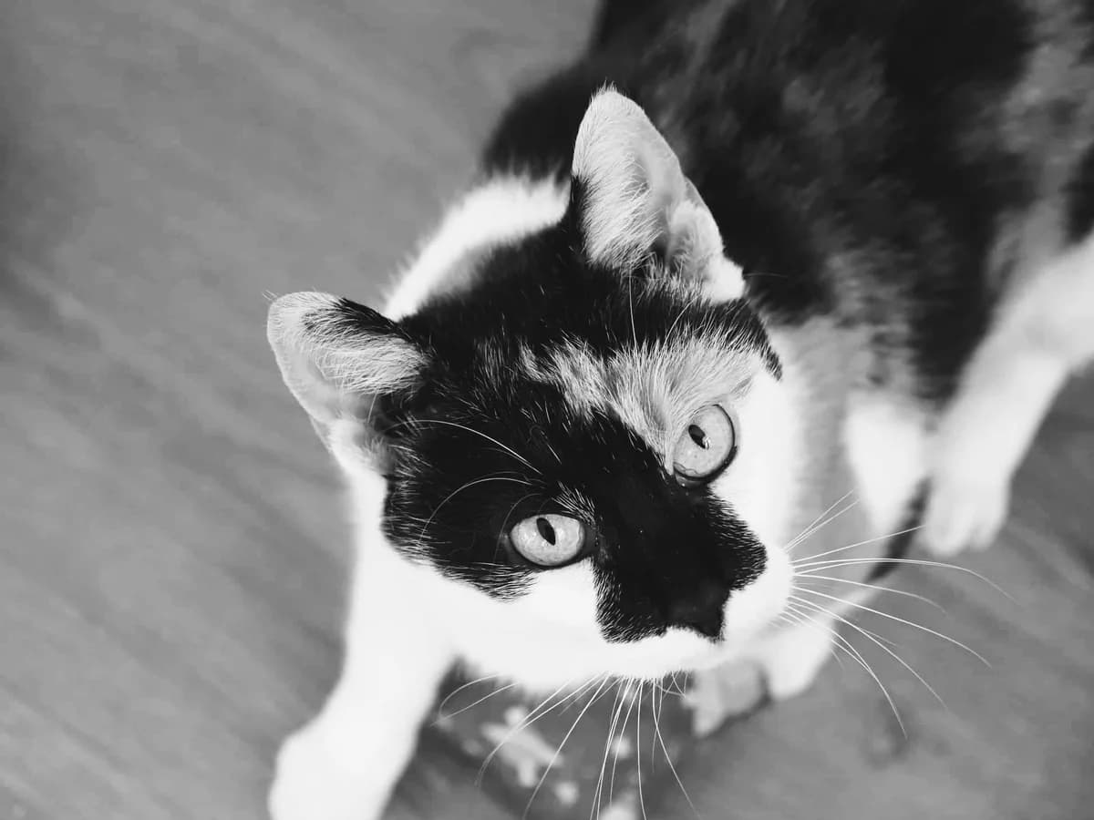 Oliva, male Mixed Breed for adoption at Cool Critters