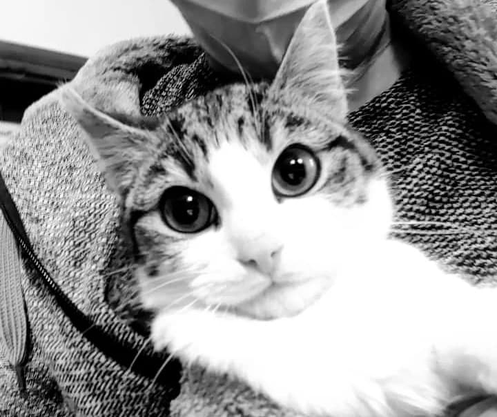 Lumpik, male Mixed Breed for adoption at Cool Critters