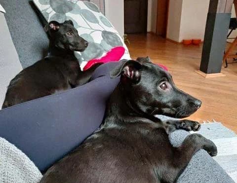 Cocoa and Pumpkin, Mixed Breed for adoption at Cool Critters