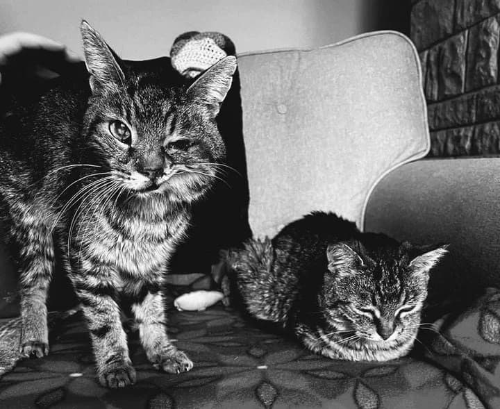 Cipísek, male Mixed Breed for adoption at Cool Critters