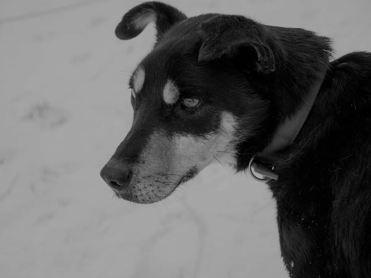 Marty, male Mixed Breed for adoption at Cool Critters