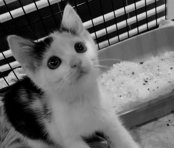 Pom-Pom, male Mixed Breed for adoption at Cool Critters