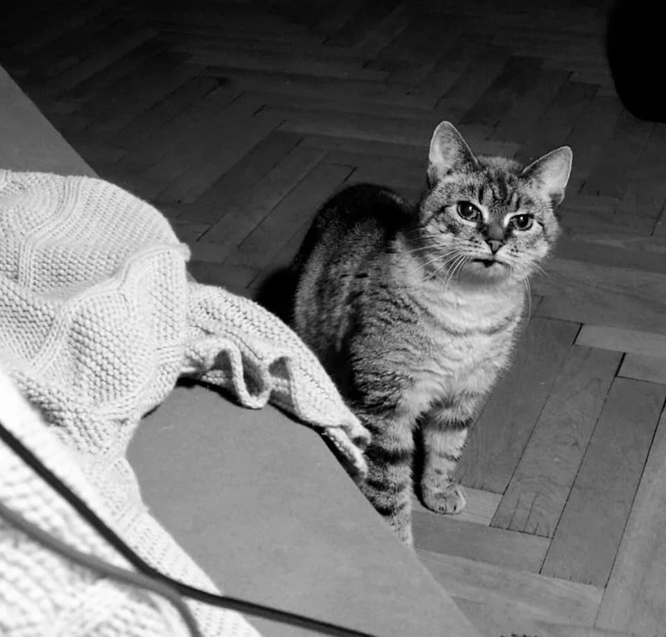 Opal, male Mixed Breed for adoption at Cool Critters