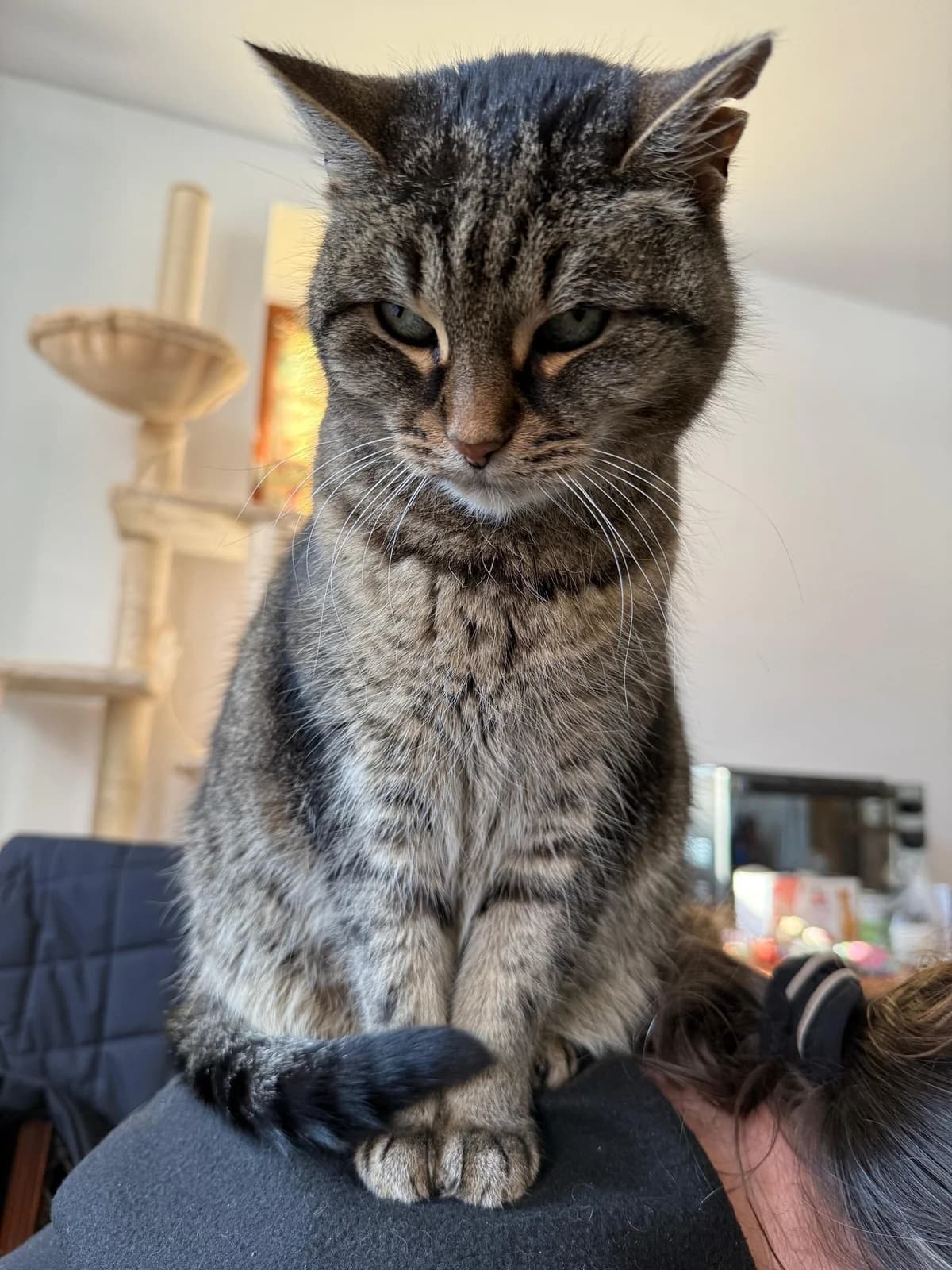 Kitty, male Mixed Breed for adoption at Cool Critters