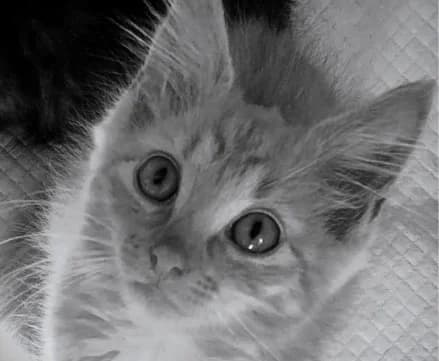 Marmalade, male Mixed Breed for adoption at Cool Critters