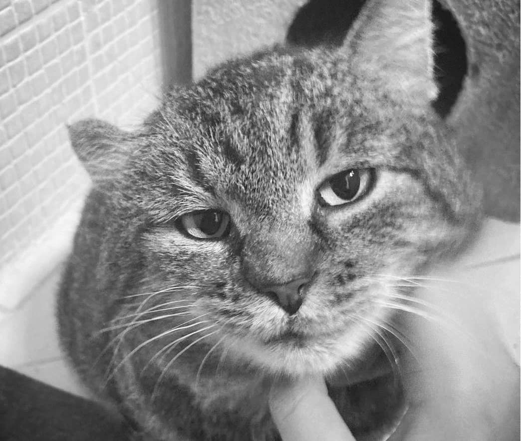 Ziti, male Mixed Breed for adoption at Cool Critters