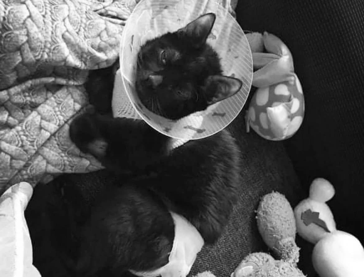 Ralph, male Mixed Breed for adoption at Cool Critters