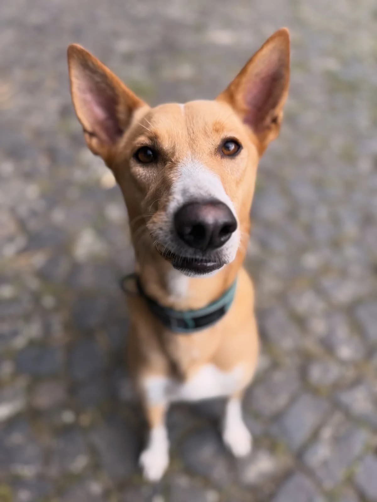 Hailey, male 4yo mixed breed for adoption at Cool Critters, Cool Critters