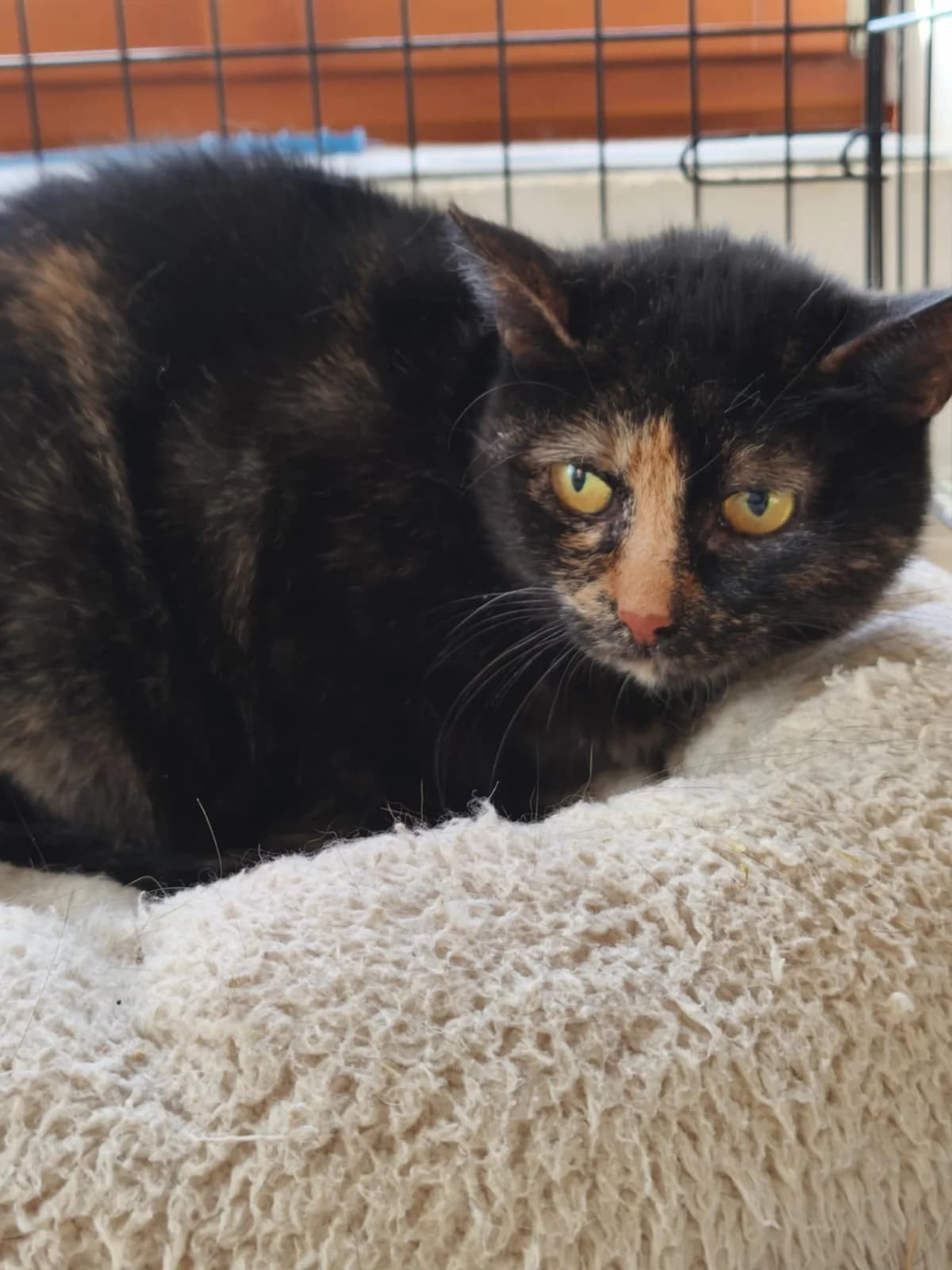 Terka, young Mixed Breed for adoption at Cool Critters, Cool Critters