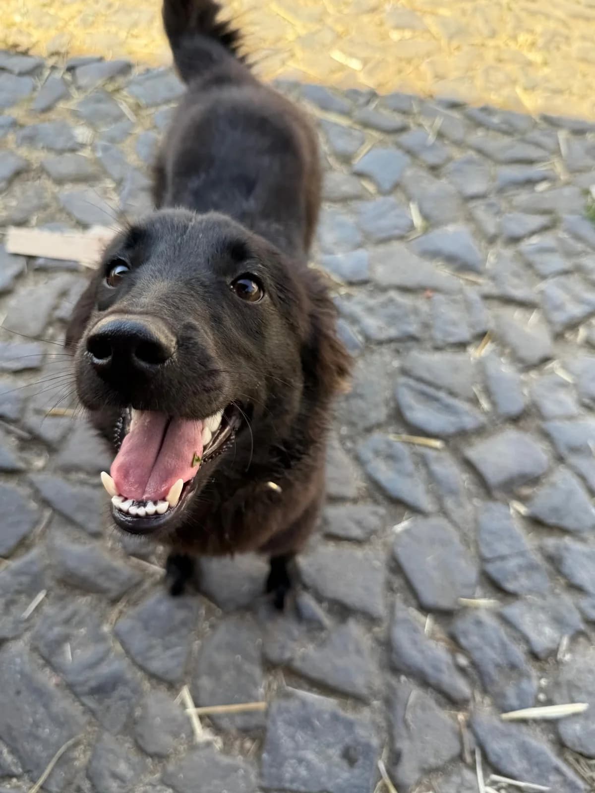 Teo, male 5yo Mixed Breed for adoption at Cool Critters, Cool Critters