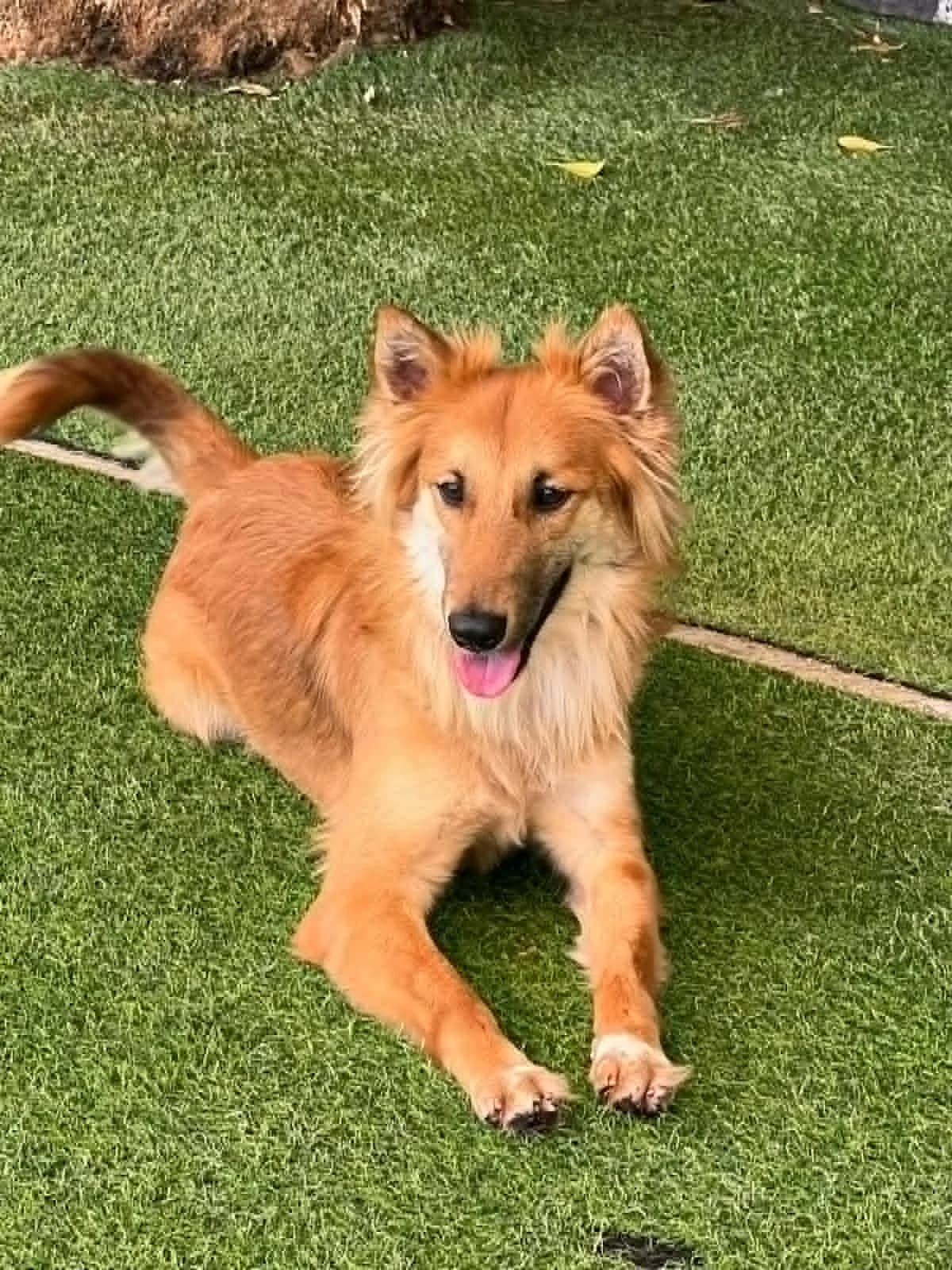 Benji, male puppy Mixed Breed for adoption at Cool Critters, Cool Critters