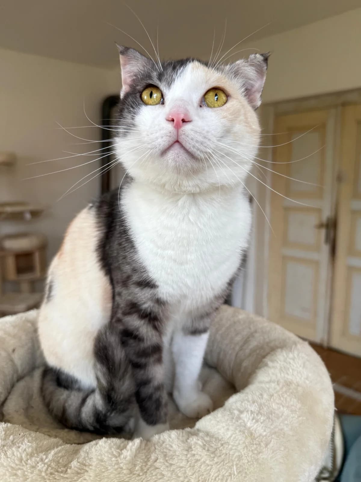 Serenity, male 5yo Mixed Breed for adoption at Cool Critters, Cool Critters