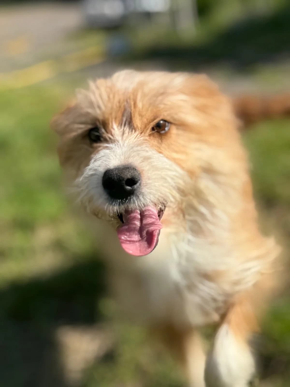 Lucy, male young Mixed Breed for adoption at Cool Critters, Cool Critters