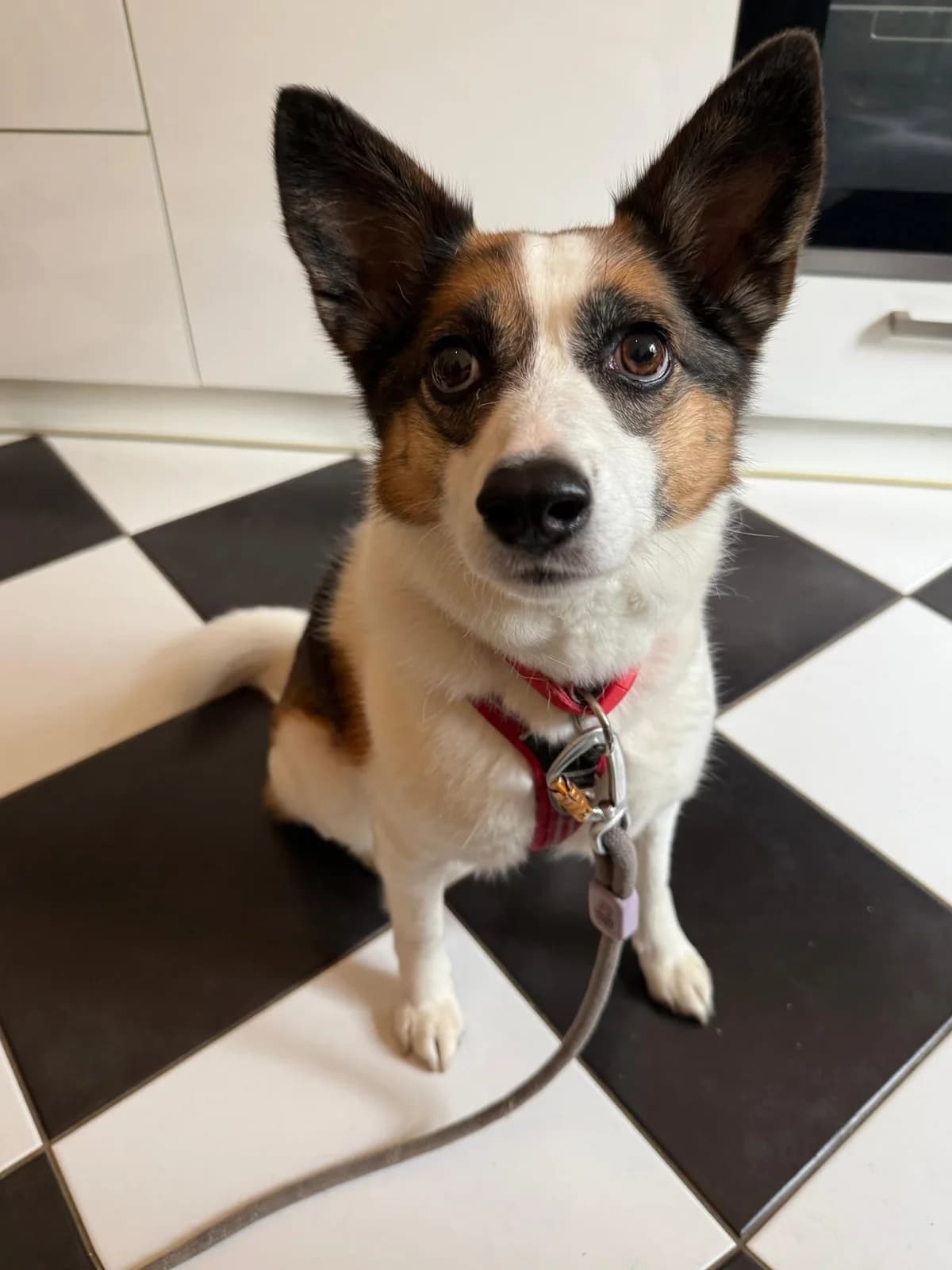 Lola / Kyra, male 5yo Mixed Breed for adoption at Cool Critters, Cool Critters