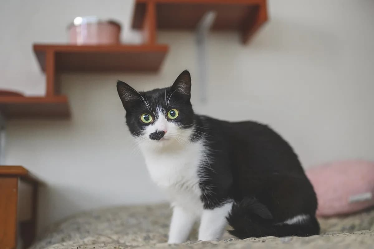 Bety, young Mixed Breed for adoption at Další šance z.s., Dvůr Králové nad Labem 1