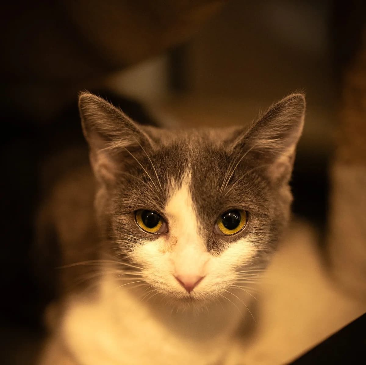 Evelínka, female Mixed Breed for adoption at Další šance z.s., Dvůr Králové nad Labem 1