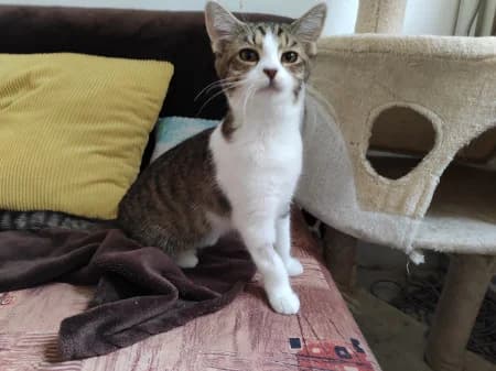 Irmička, female 5yo Mixed Breed for adoption at Další šance z.s., Dvůr Králové nad Labem 1