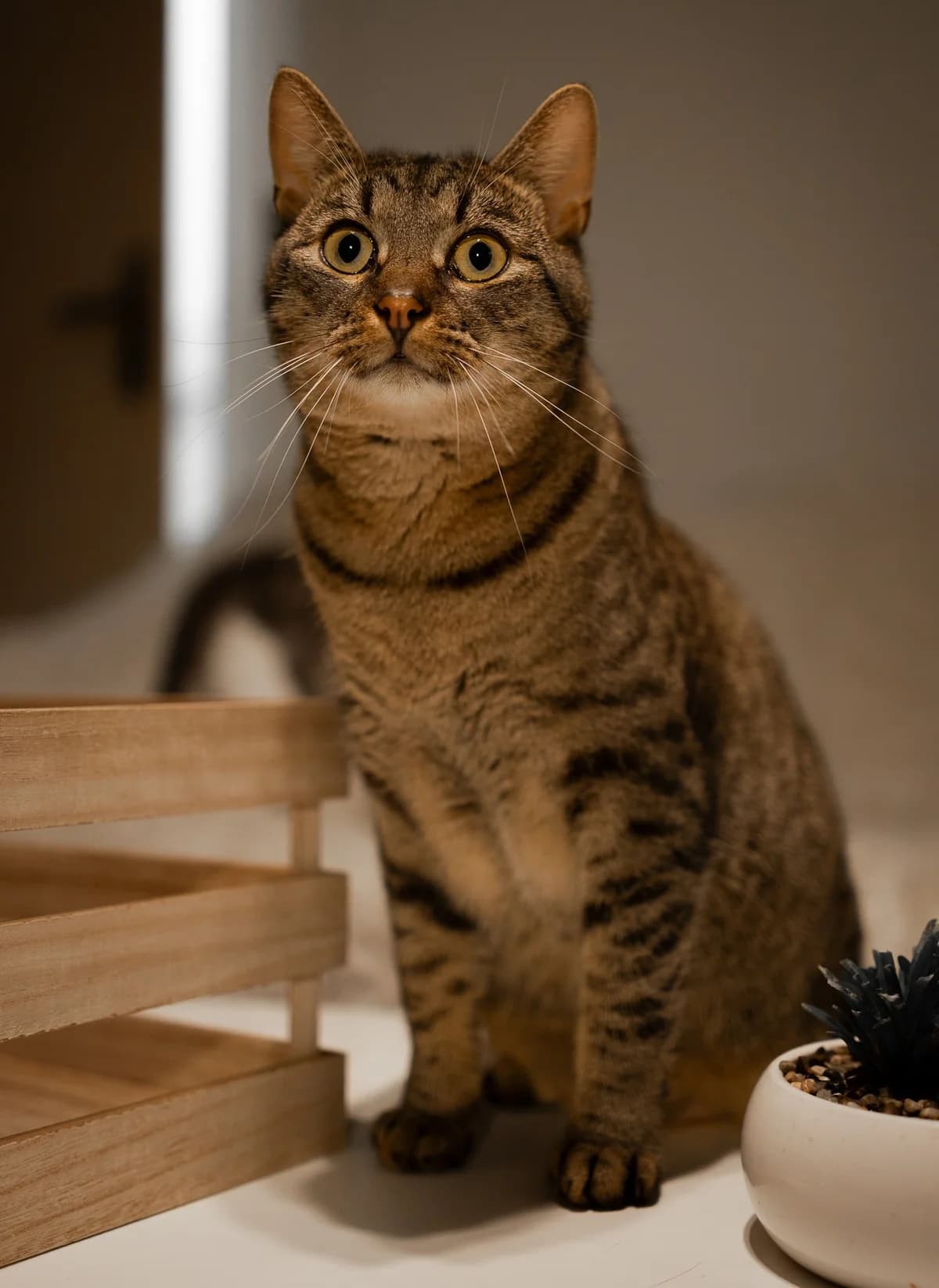 Žofré, male 3yo Mixed Breed for adoption at Další šance z.s., Dvůr Králové nad Labem 1