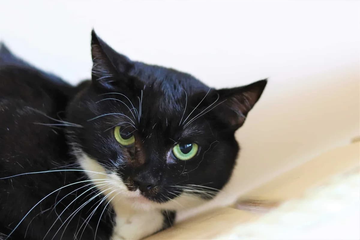 Luana, female Mixed Breed for adoption at Destiny Pet CZ