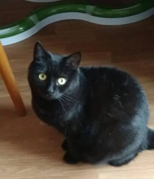 Sisi, female Mixed Breed for adoption at Destiny Pet CZ