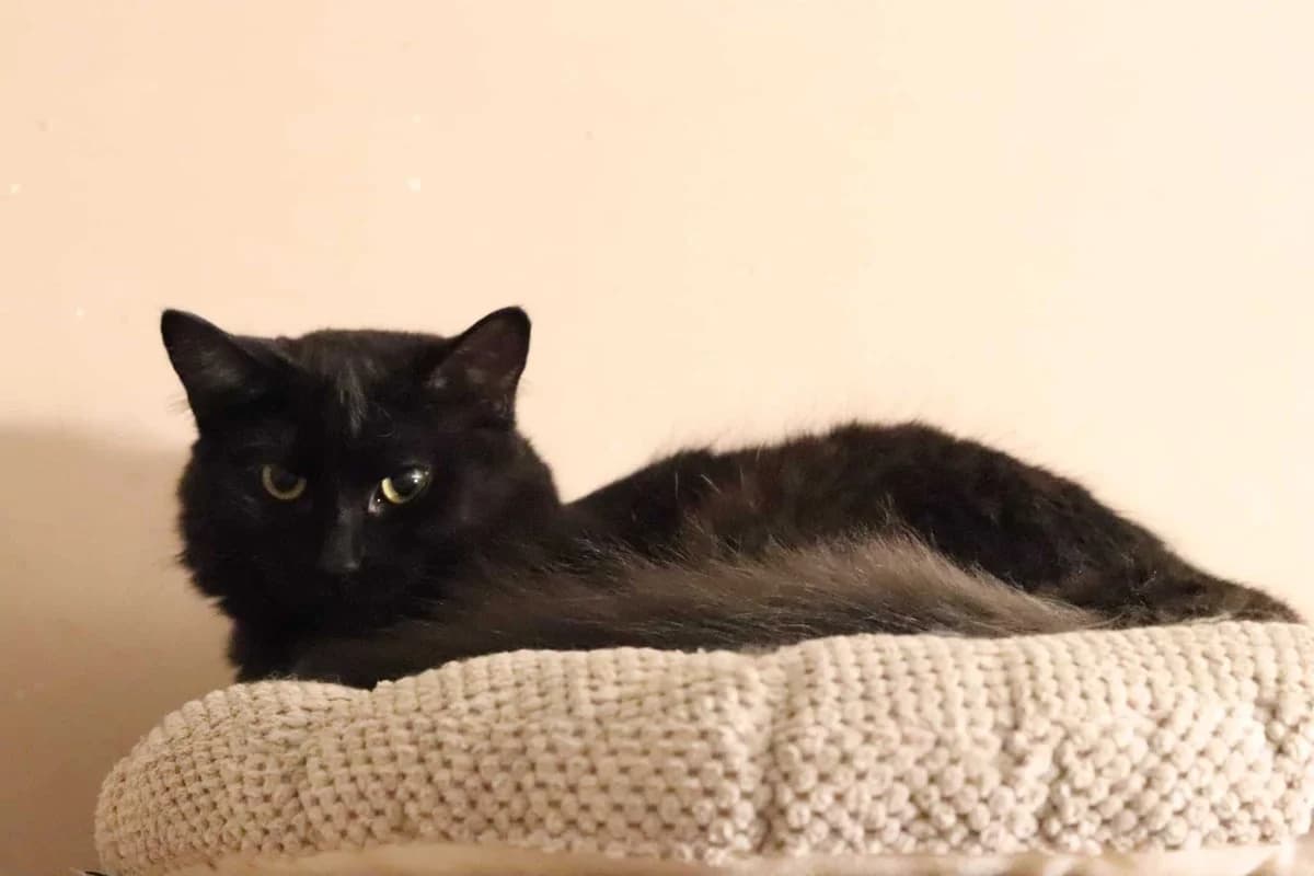 Sušenka, female Mixed Breed for adoption at Destiny Pet CZ
