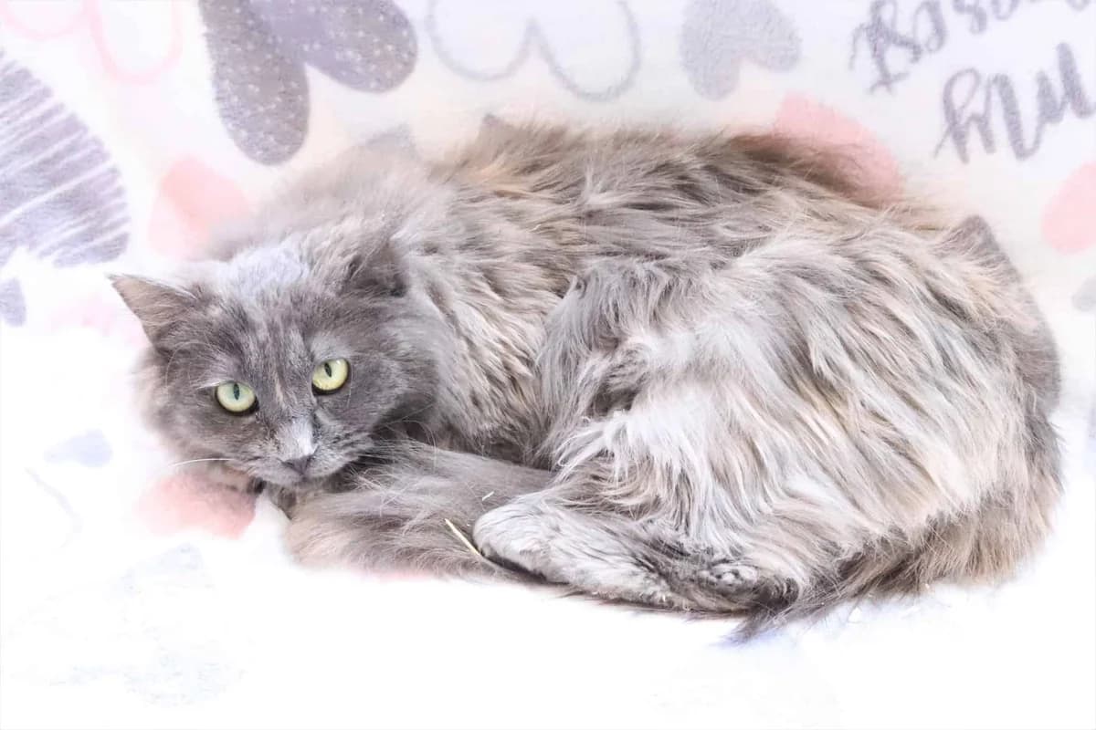 Fialka, female Mixed Breed for adoption at Destiny Pet CZ