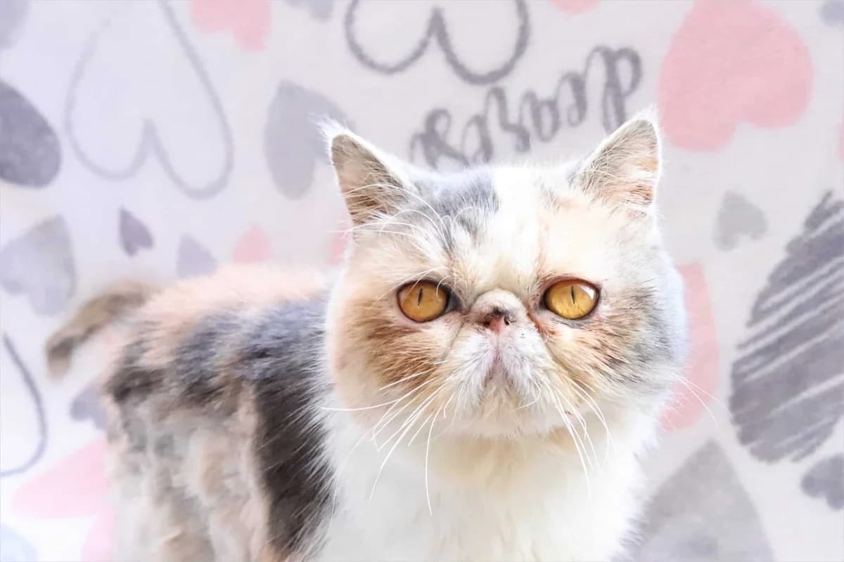 Placička, female Mixed Breed for adoption at Destiny Pet CZ