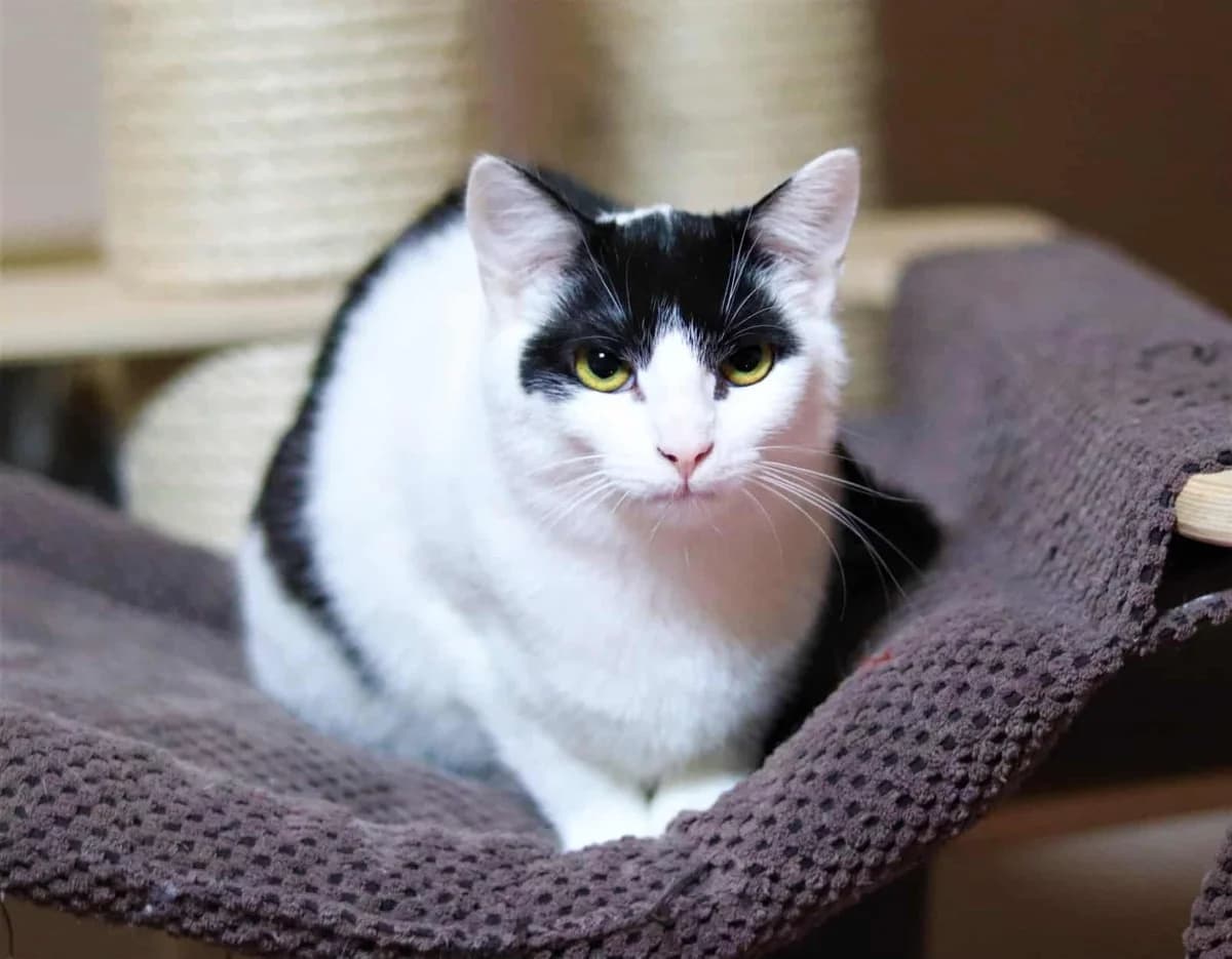 Skella, female Mixed Breed for adoption at Destiny Pet CZ