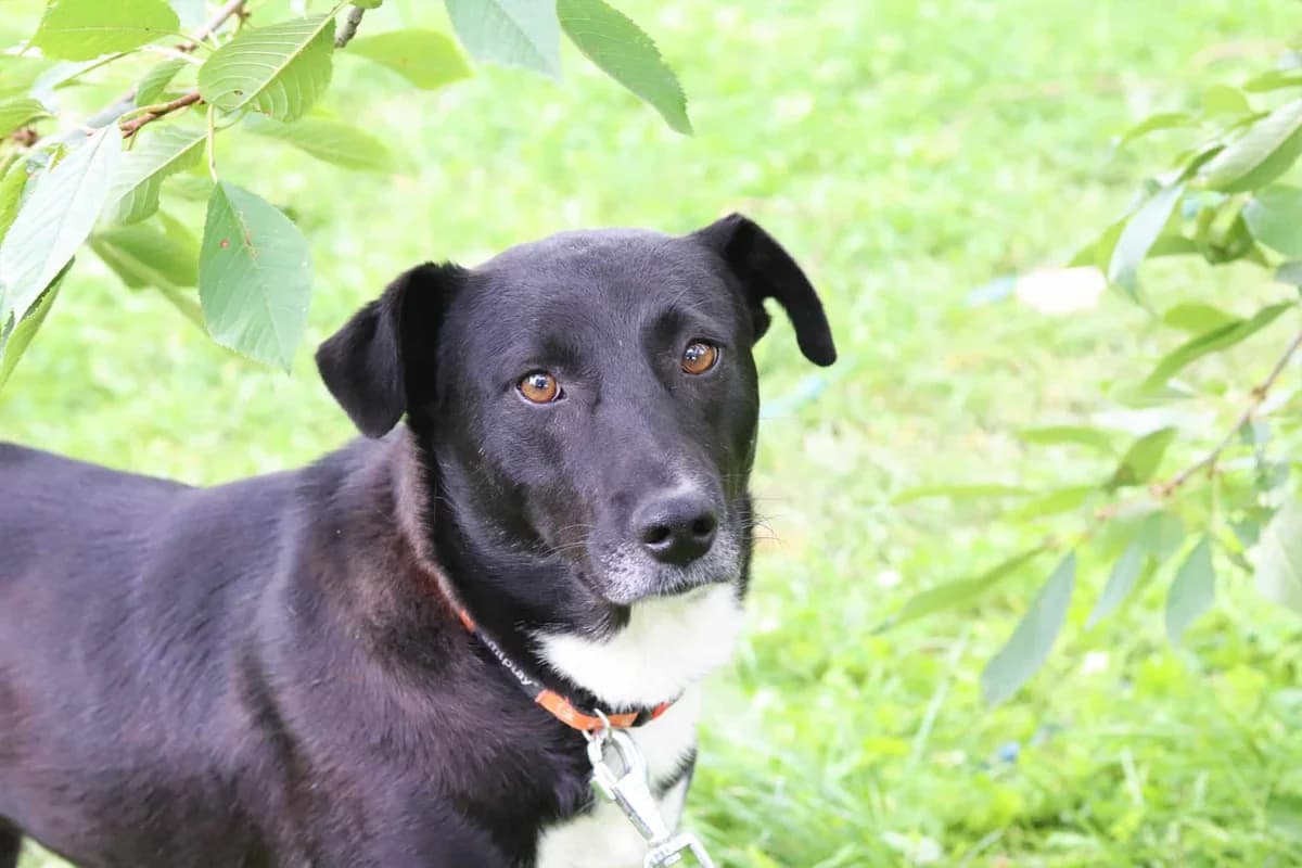 Roxy fon Makedonia Wilding, female Mixed Breed for adoption at Destiny Pet CZ