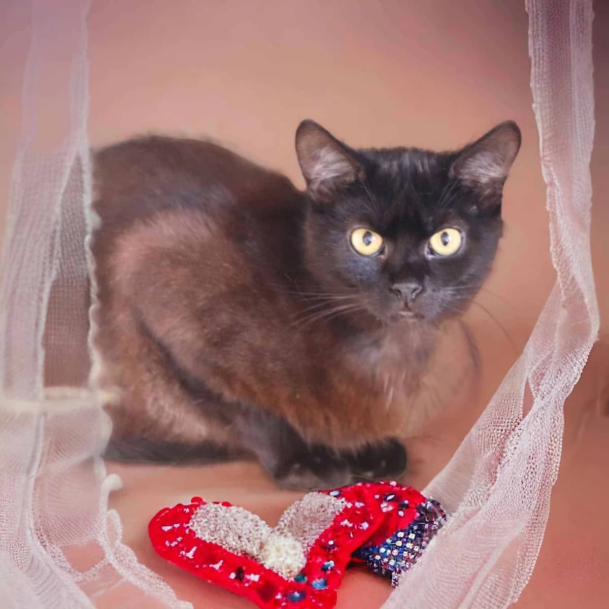 Granko, female Mixed Breed for adoption at Destiny Pet CZ