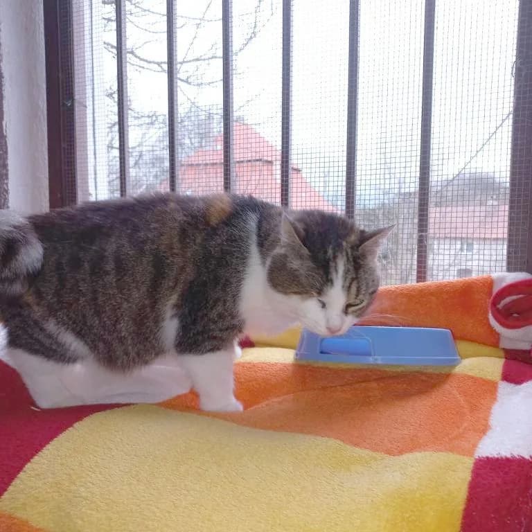 Alfa, female 7yo Mixed Breed for adoption at Devět životů, Czech Republic