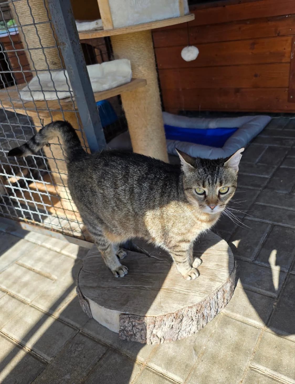 Máší (l10), female 4yo Mixed Breed for adoption at Devět životů, Czech Republic