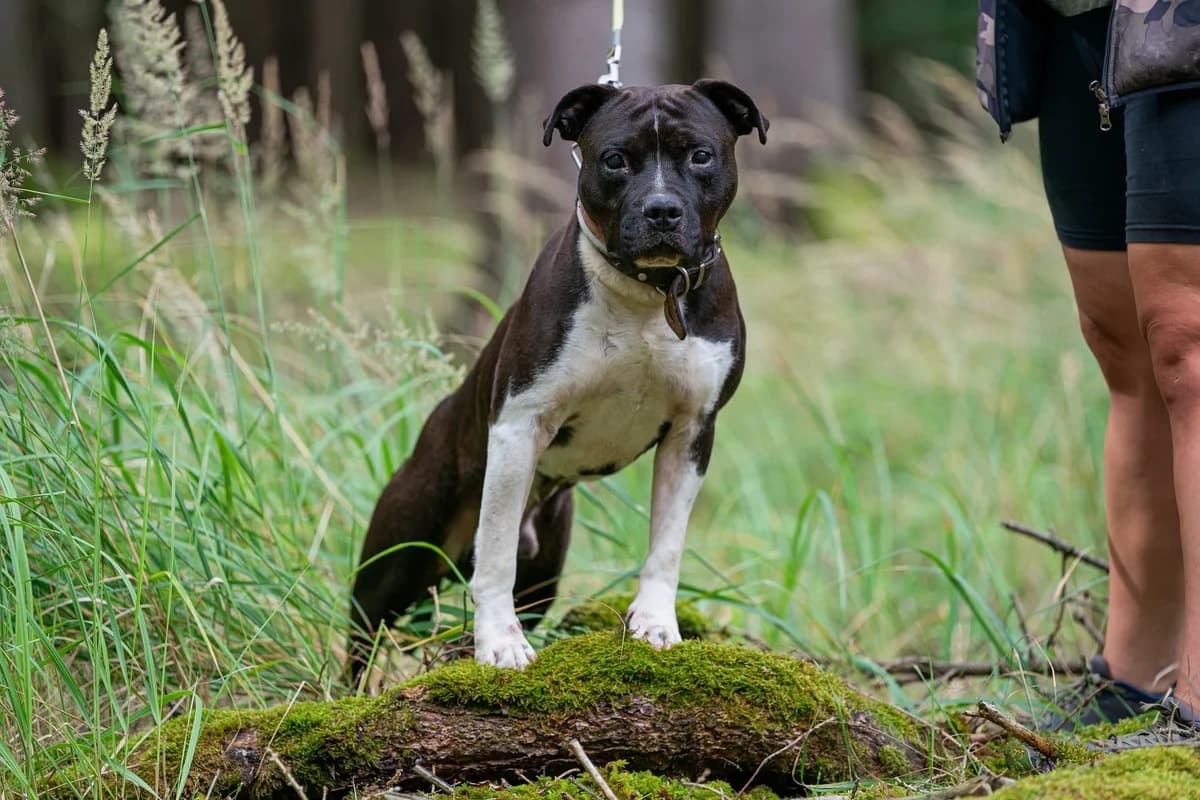 Anthrax Terrific Staff, male Mixed Breed for adoption at Dogpoint