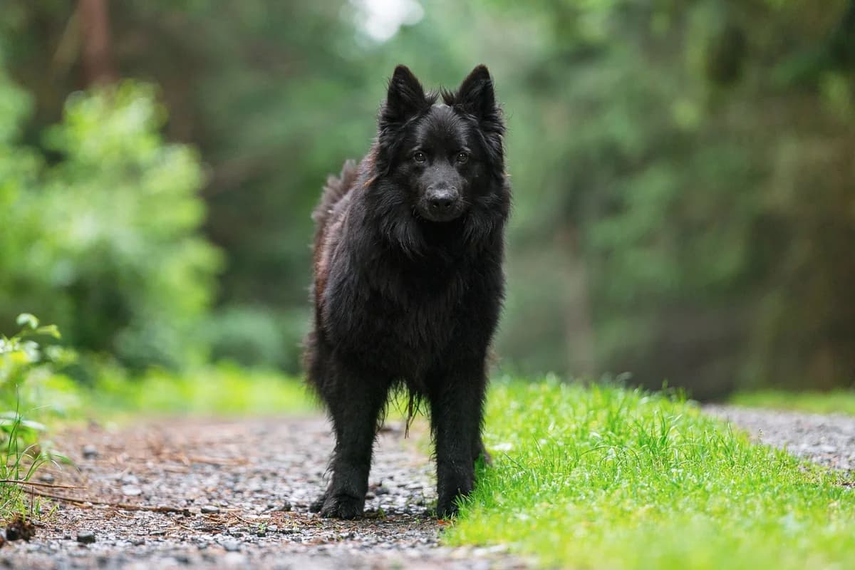 Frisko, male 4yo mixed breed for adoption at Dogpoint, Malotice-Kostelec nad Černými lesy