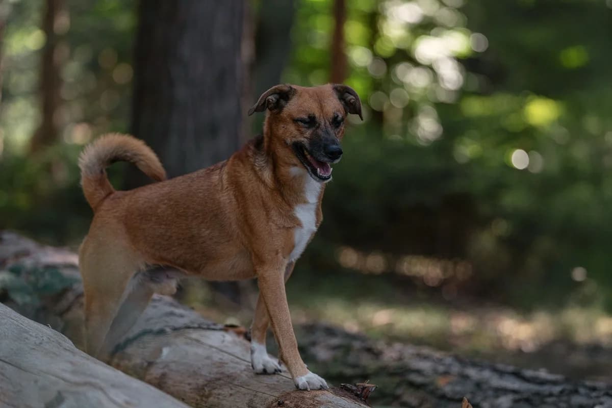 Hvozdík, male 5yo mixed breed for adoption at Dogpoint, Malotice-Kostelec nad Černými lesy