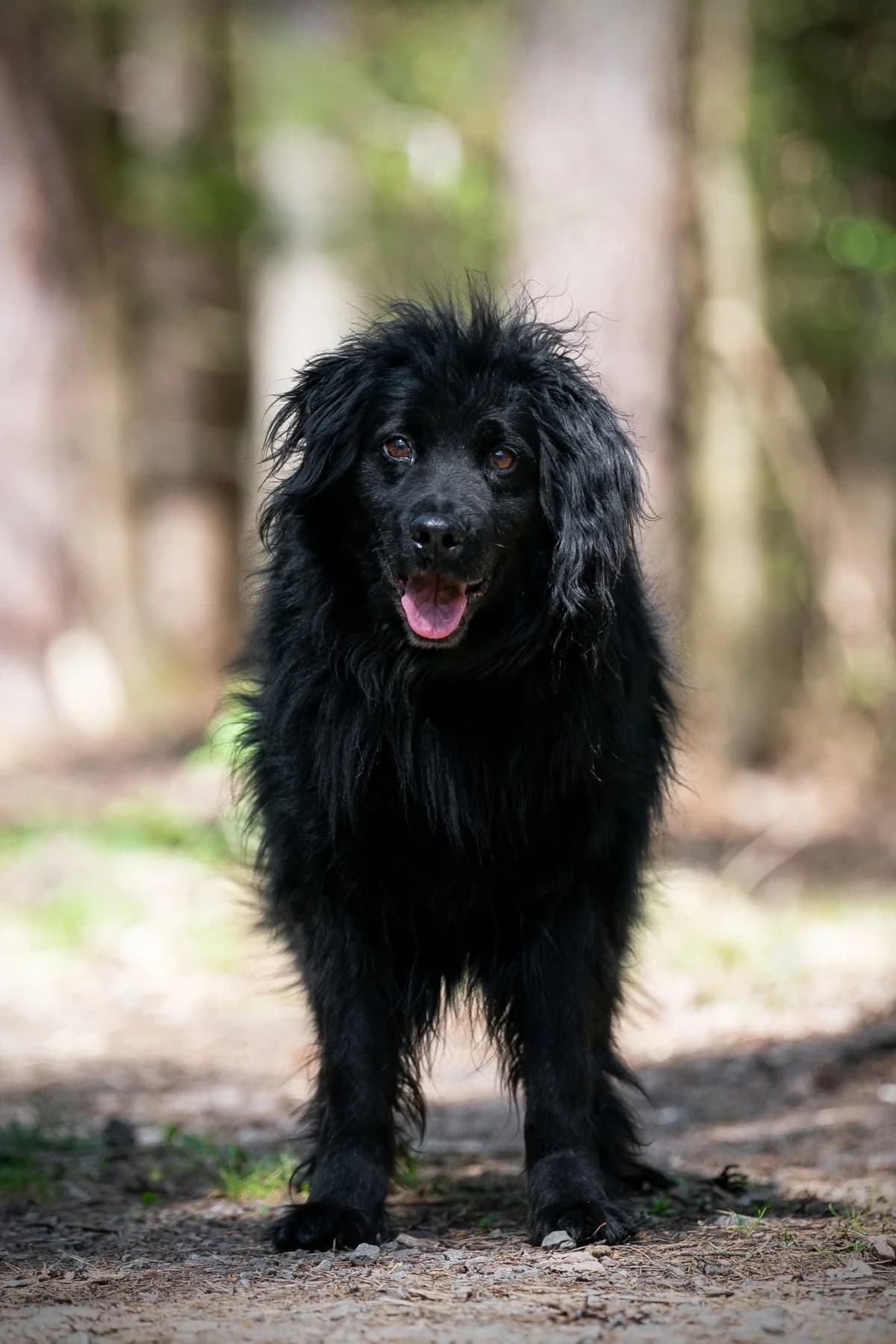 Ignác, male senior mixed breed for adoption at Dogpoint, Malotice-Kostelec nad Černými lesy