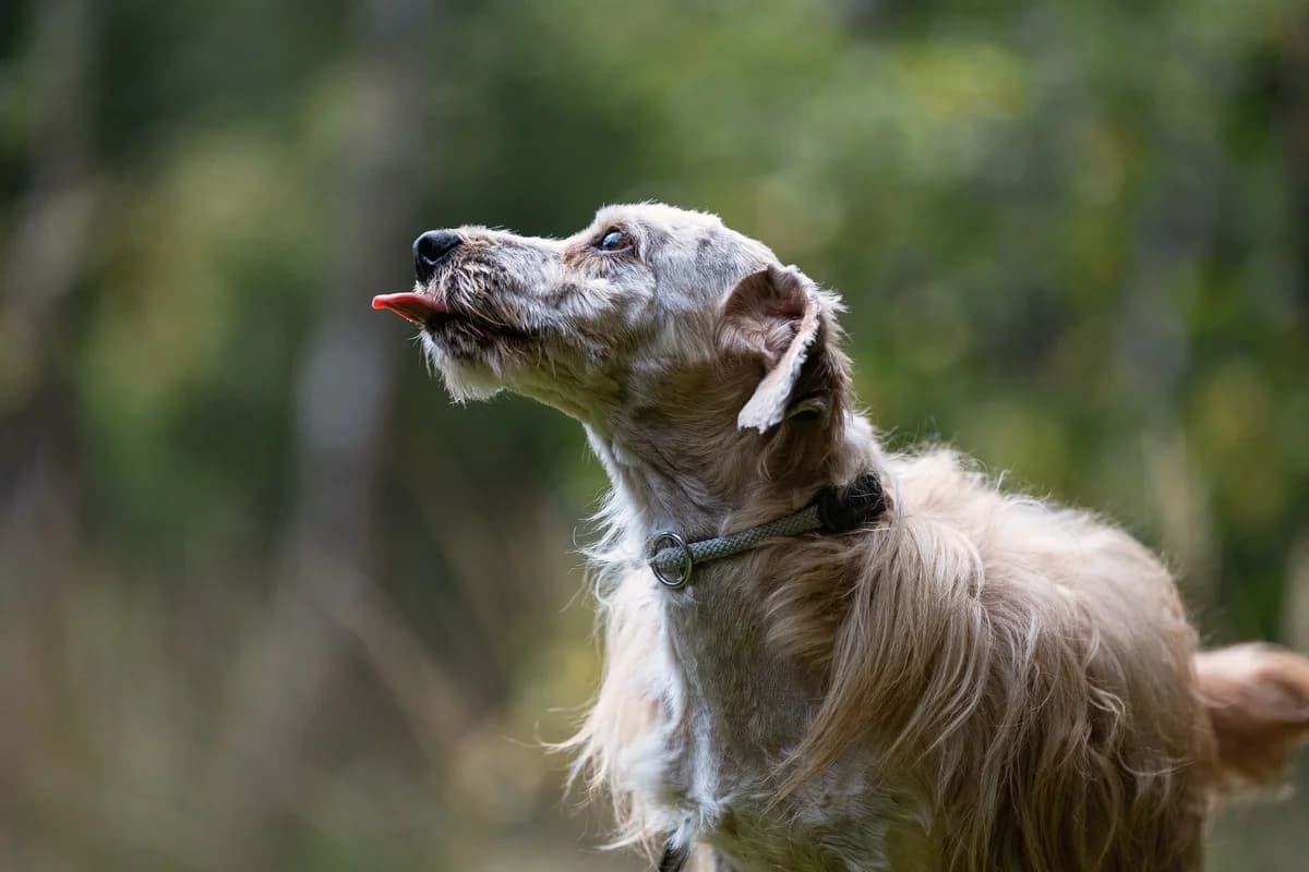Jefim z Brodu, male 5yo mixed breed for adoption at Dogpoint, Malotice-Kostelec nad Černými lesy