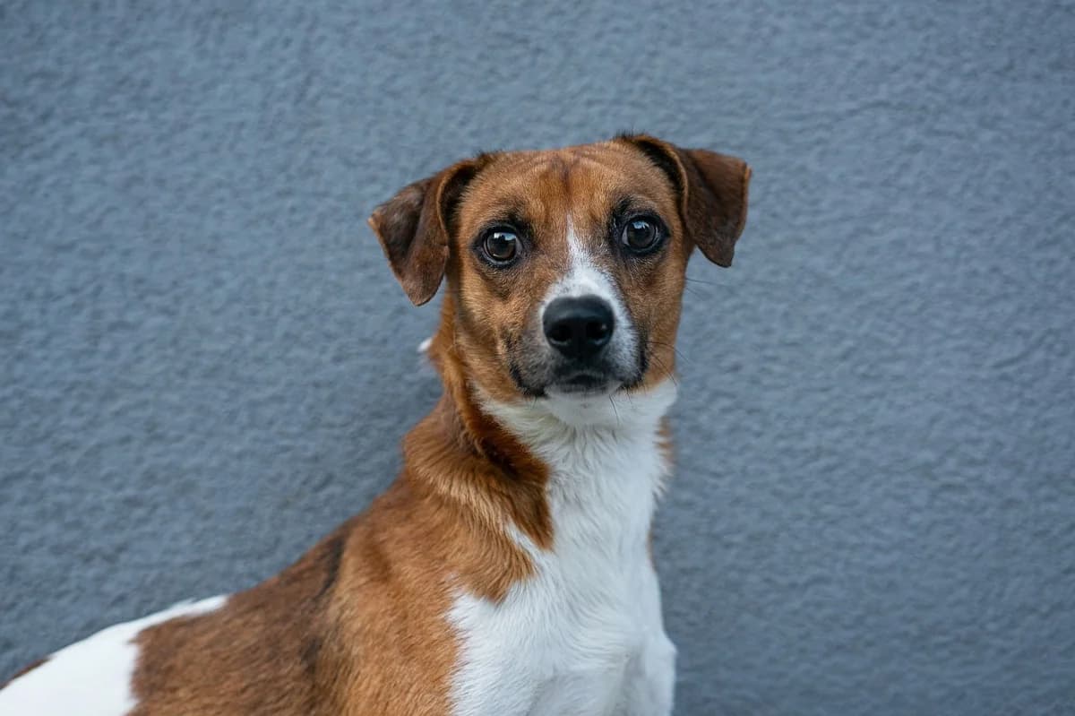 Kamai, male 3yo mixed breed for adoption at Dogpoint, Malotice-Kostelec nad Černými lesy