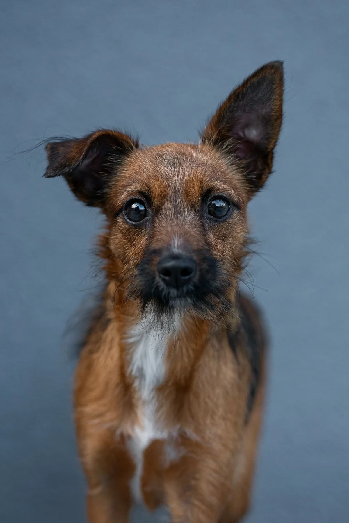 Kappa, female young mixed breed for adoption at Dogpoint, Malotice-Kostelec nad Černými lesy