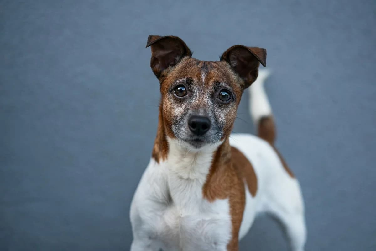 Kasa, female 6yo mixed breed for adoption at Dogpoint, Malotice-Kostelec nad Černými lesy