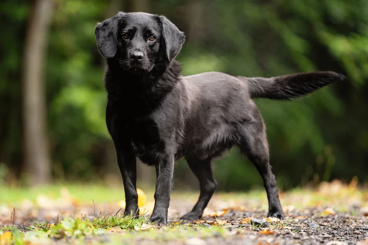 Matouš, male 5yo mixed breed for adoption at Dogpoint, Malotice-Kostelec nad Černými lesy
