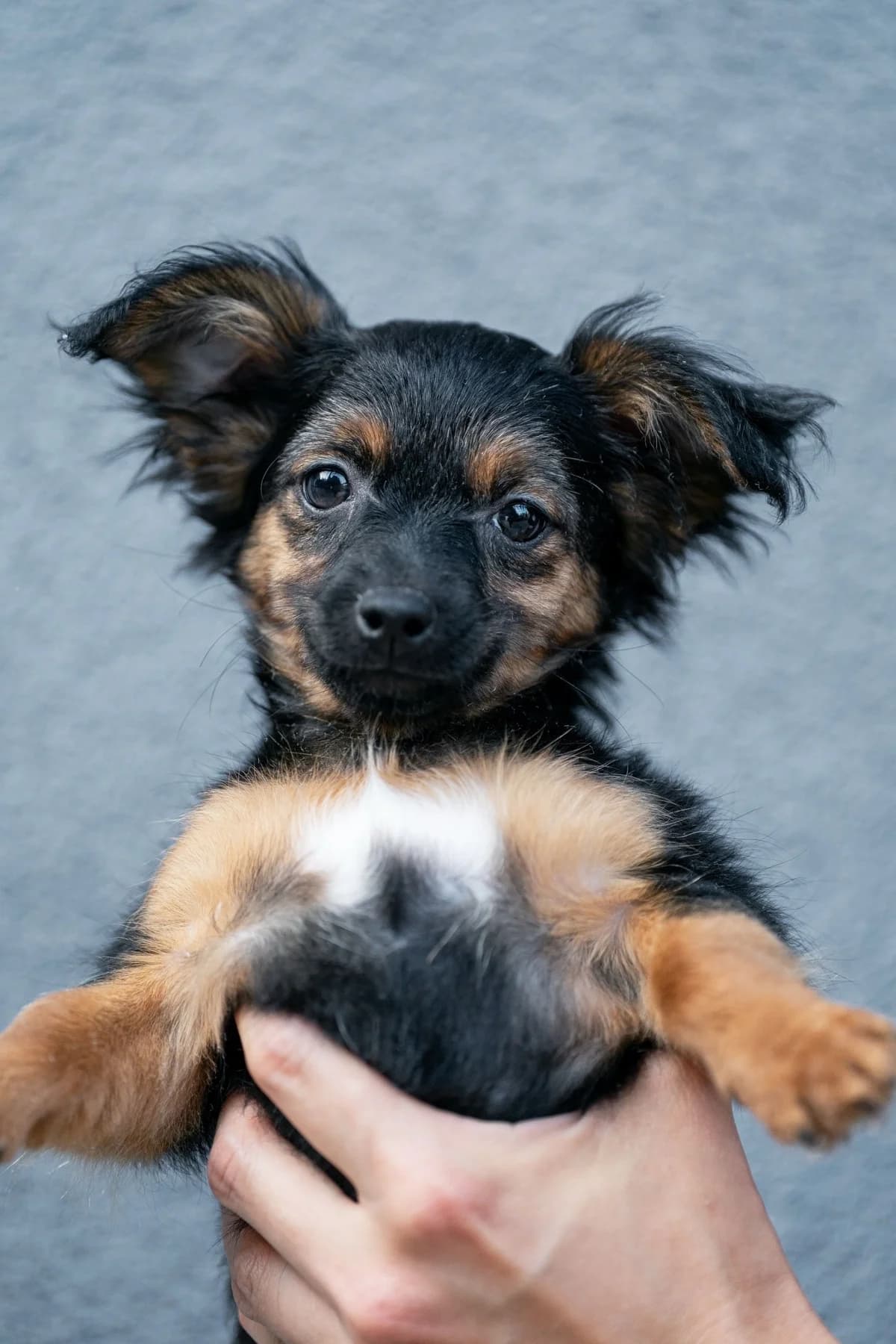 Yoro, female puppy mixed breed for adoption at Dogpoint, Malotice-Kostelec nad Černými lesy