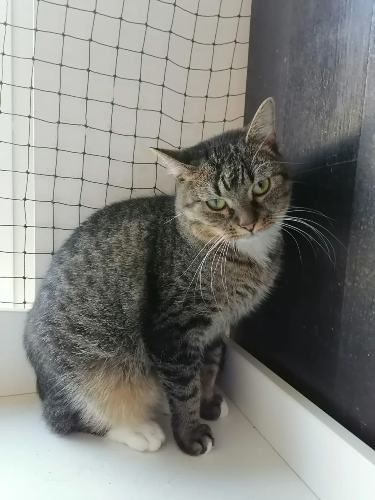 Suna, female Mixed Breed for adoption at Felisicat