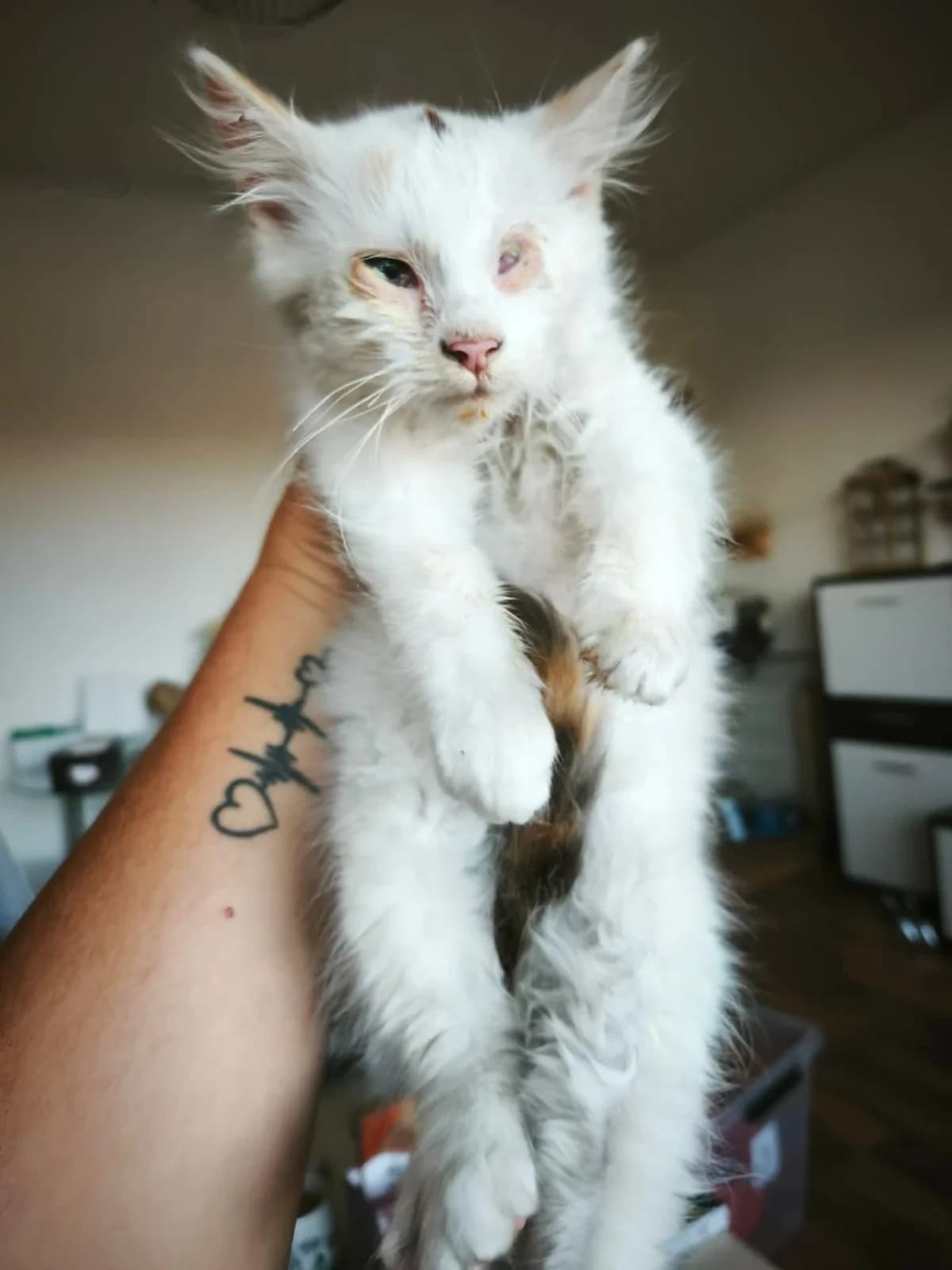 Léonie, Mixed Breed for adoption at Felisicat