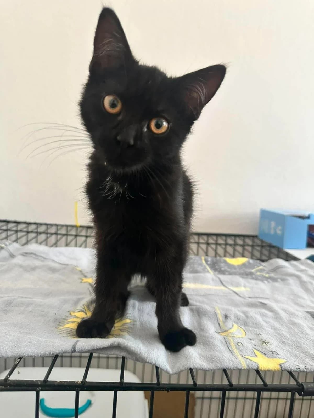 Veslík, Mixed Breed for adoption at Felisicat