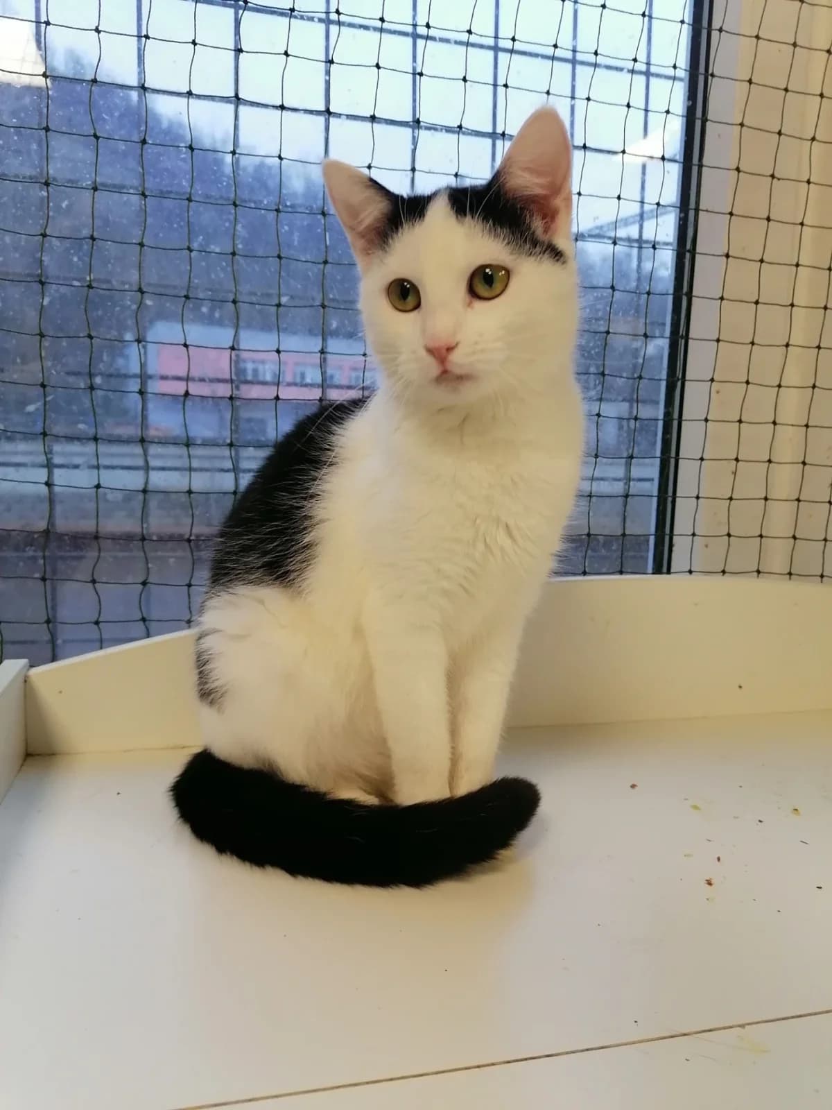 Adita, female 3yo Mixed Breed for adoption at Felisicat