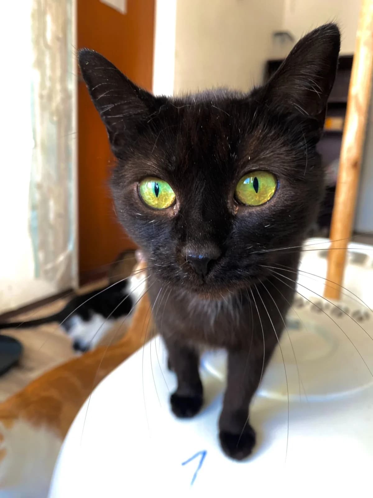 Aren, female young Mixed Breed for adoption at Felisicat